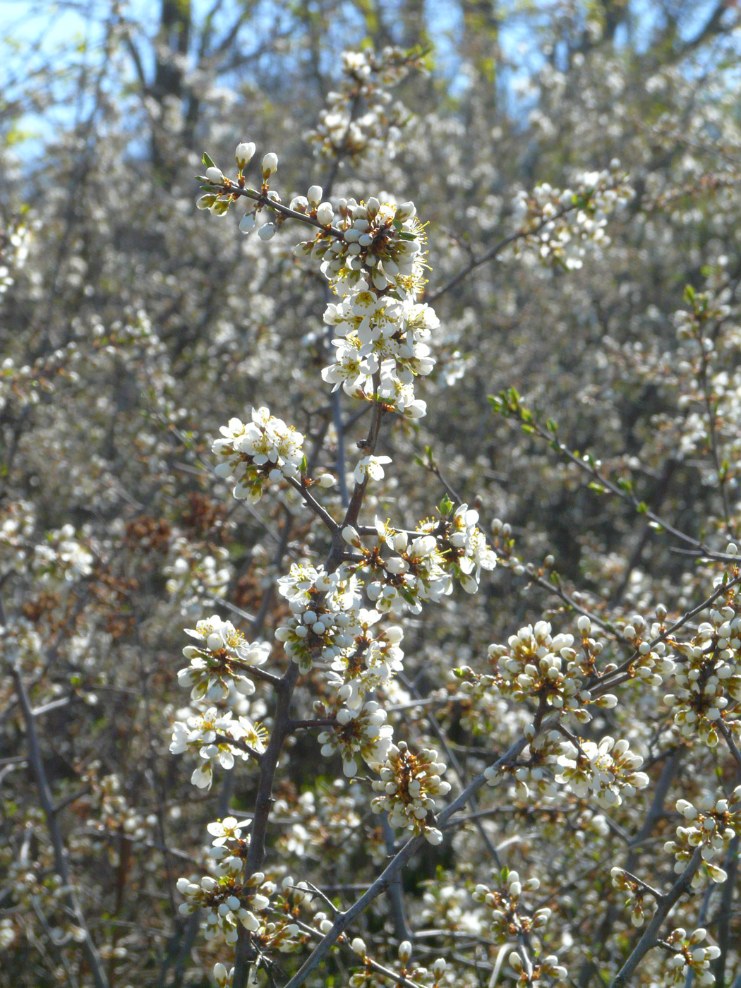 Image of Prunus spinosa specimen.