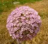 Allium giganteum. Соцветие. Копетдаг, Чули. Июнь 2011 г.