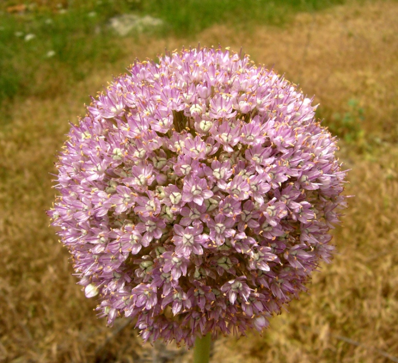 Изображение особи Allium giganteum.