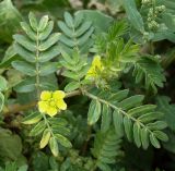 Tribulus terrestris