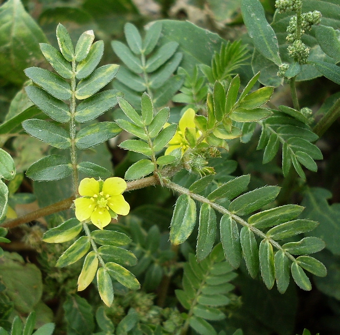 Изображение особи Tribulus terrestris.