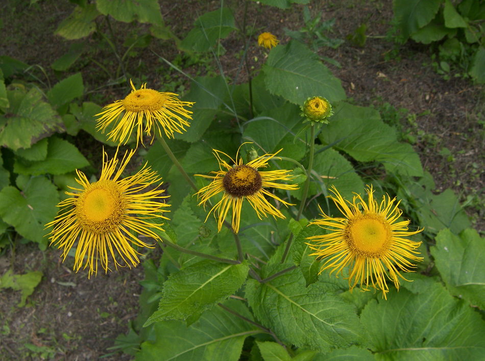 Изображение особи Telekia speciosa.