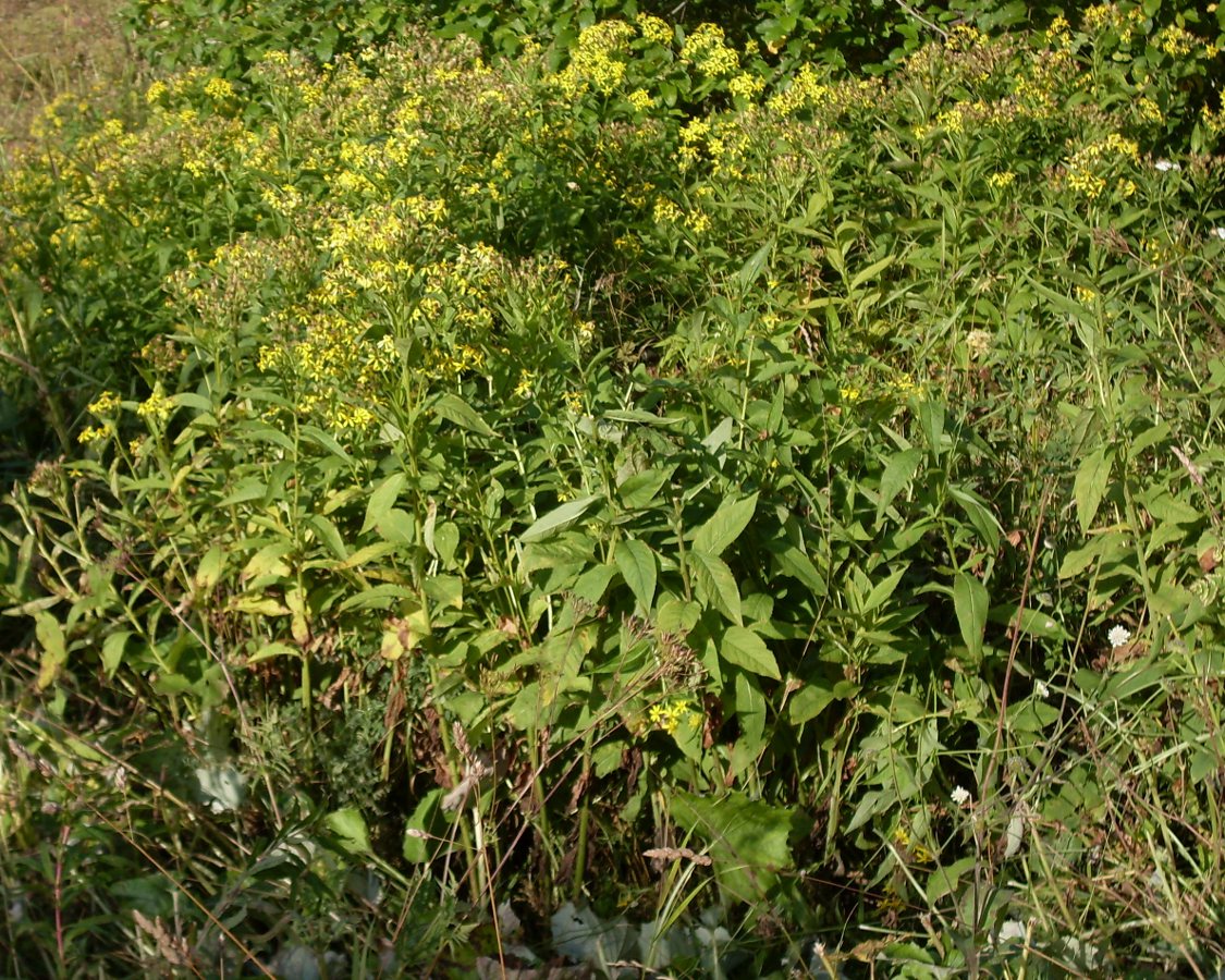 Image of Senecio jacquinianus specimen.