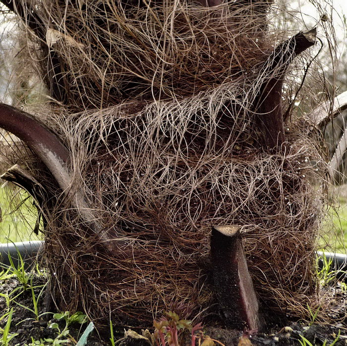 Image of Trachycarpus fortunei specimen.