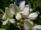 Robinia pseudoacacia. Цветки. Киев, берег Святошинского озера. 29 мая 2008 г.