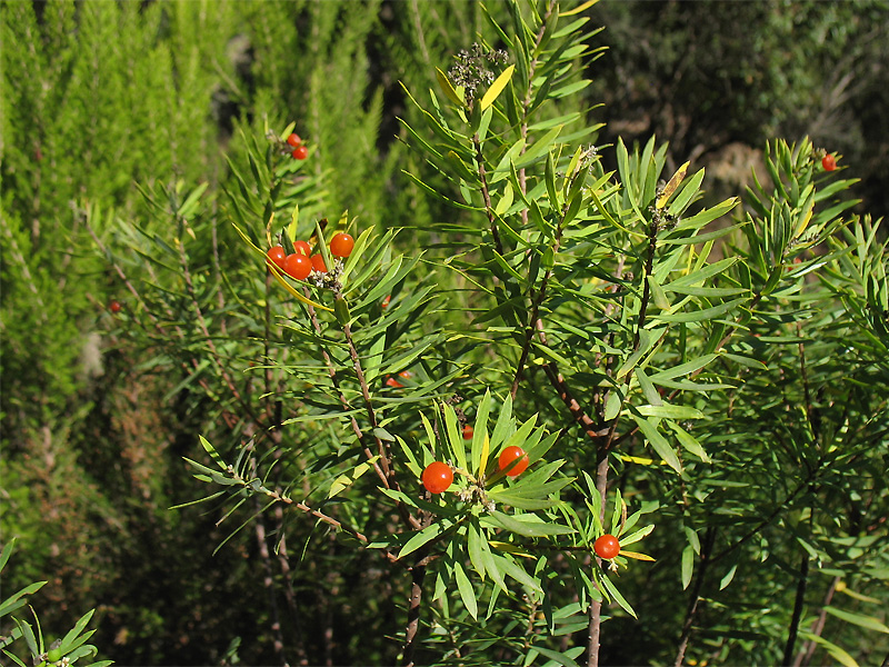 Image of Daphne gnidium specimen.