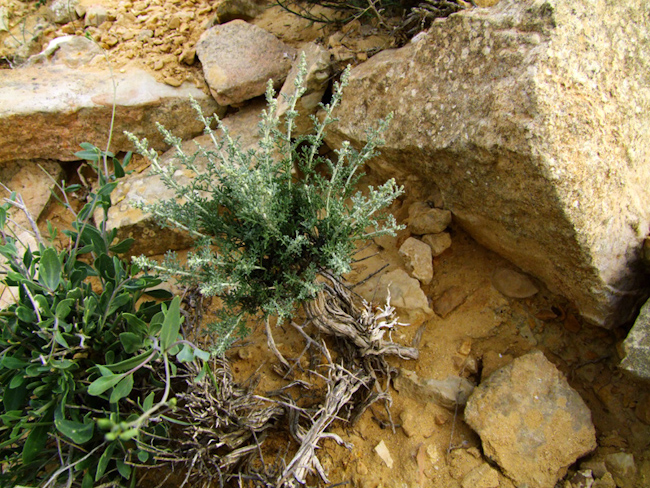 Изображение особи Artemisia sieberi.