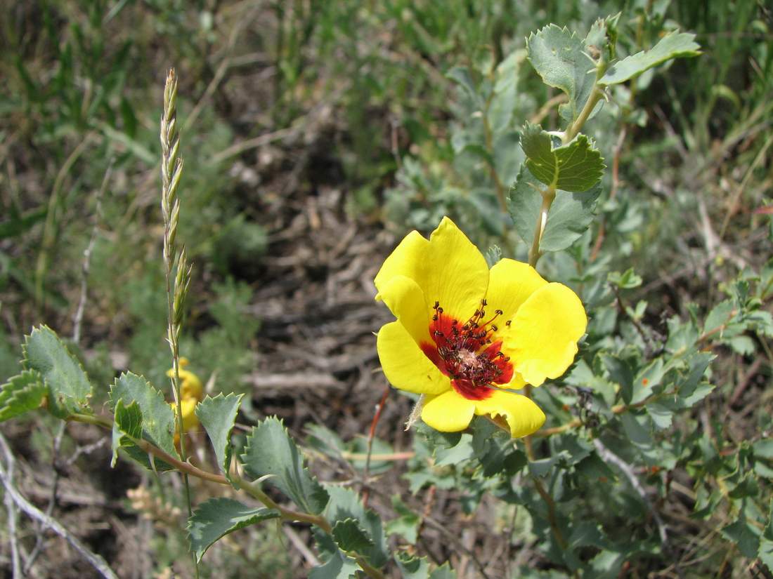 Image of Rosa berberifolia specimen.
