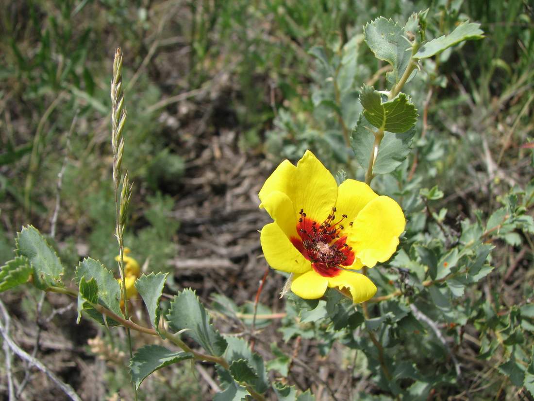 Изображение особи Rosa berberifolia.