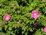 Rosa rugosa