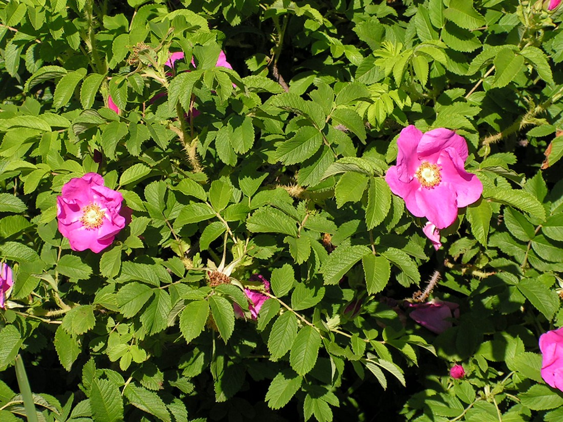 Image of Rosa rugosa specimen.