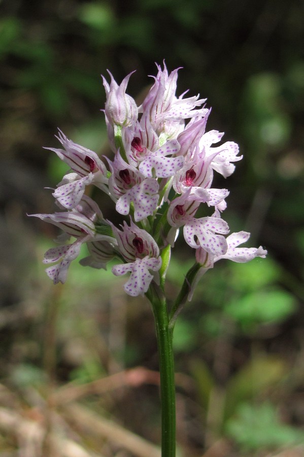 Изображение особи Neotinea tridentata.