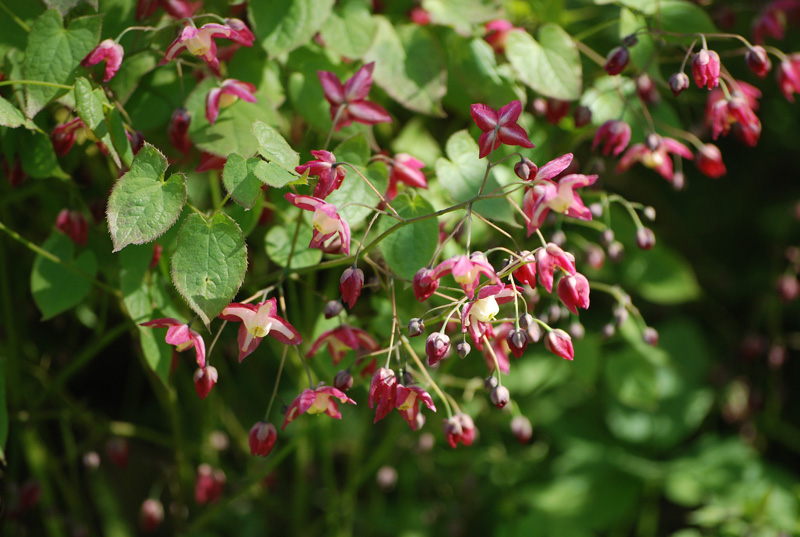 Image of Epimedium rubrum specimen.