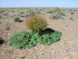 Rheum turkestanicum