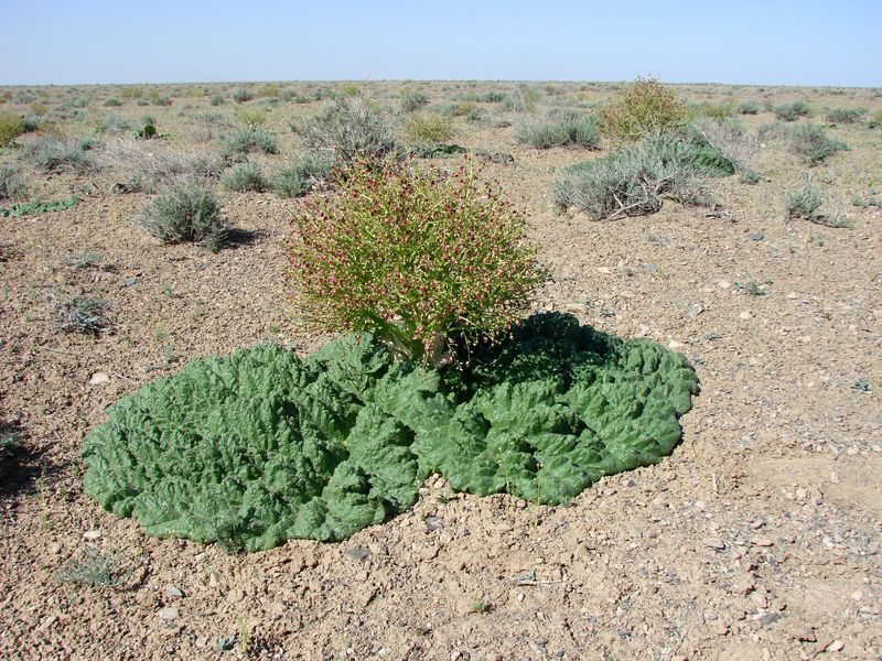 Image of Rheum turkestanicum specimen.