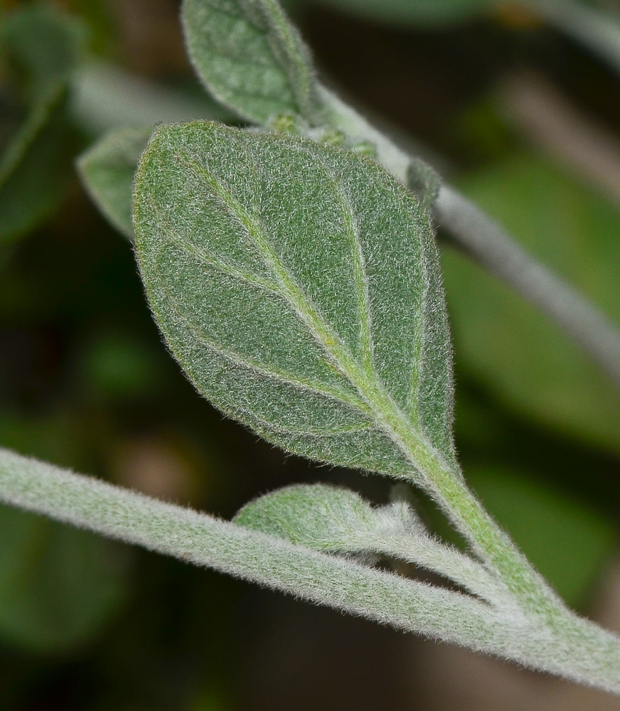 Image of Heliotropium maris-mortui specimen.