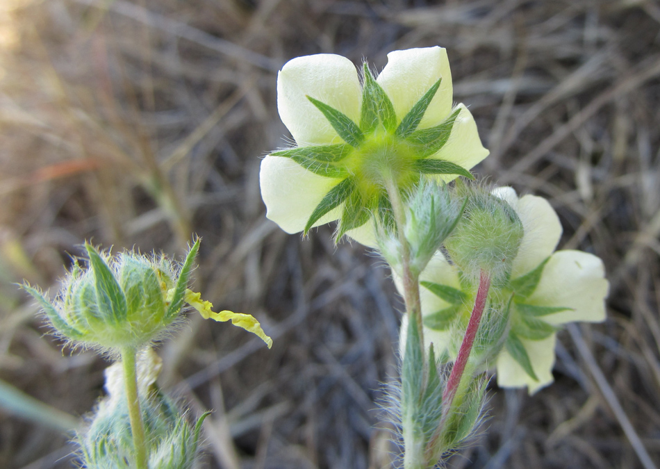 Image of Potentilla semilaciniosa specimen.