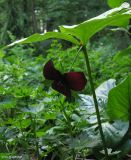 Trillium sulcatum