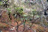 Rhododendron aureum