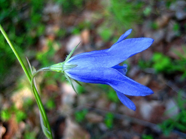 Изображение особи Campanula turczaninovii.