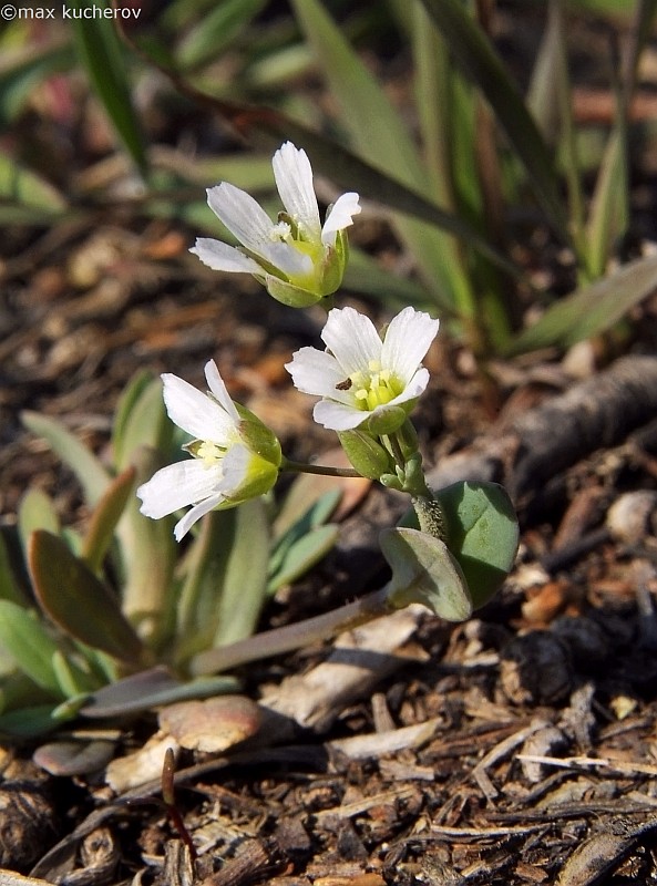 Image of Holosteum umbellatum specimen.