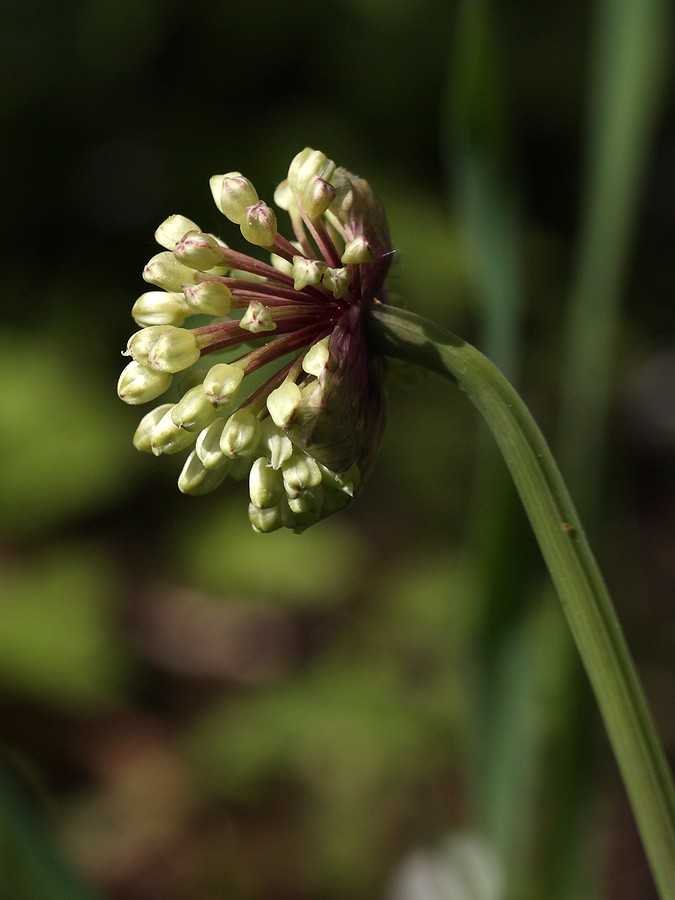 Image of Allium microdictyon specimen.