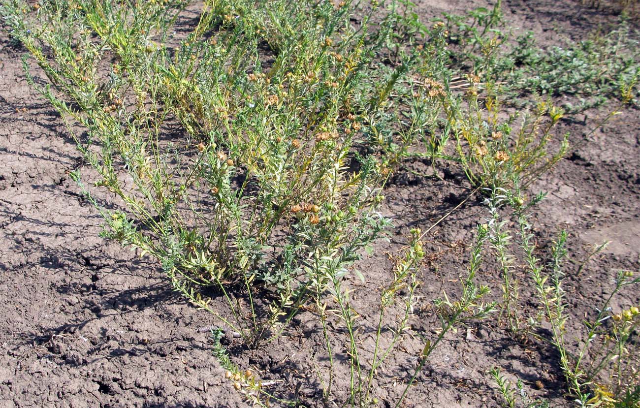 Image of Linum crepitans specimen.