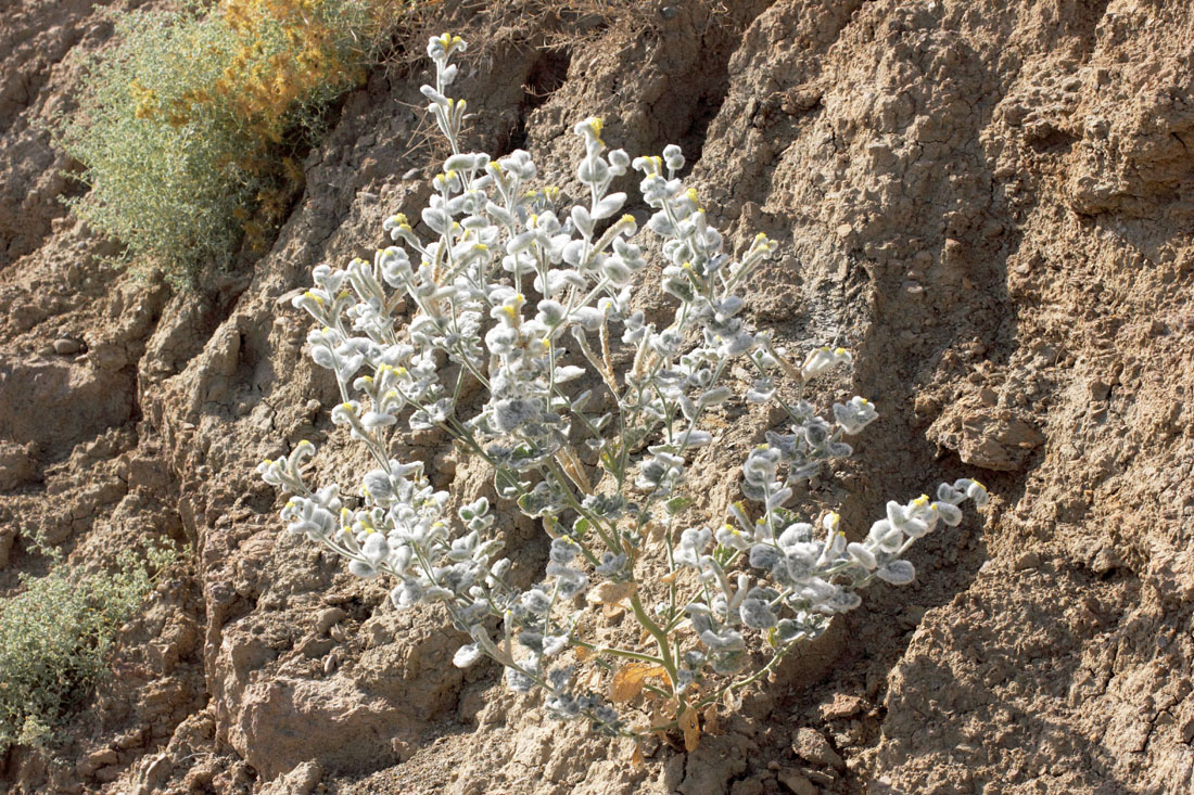 Image of Heliotropium bucharicum specimen.