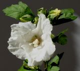 Hibiscus syriacus. Цветок ('William R. Smith'). Германия, г. Кемпен, в парке. 23.07.2012.