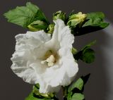 Hibiscus syriacus