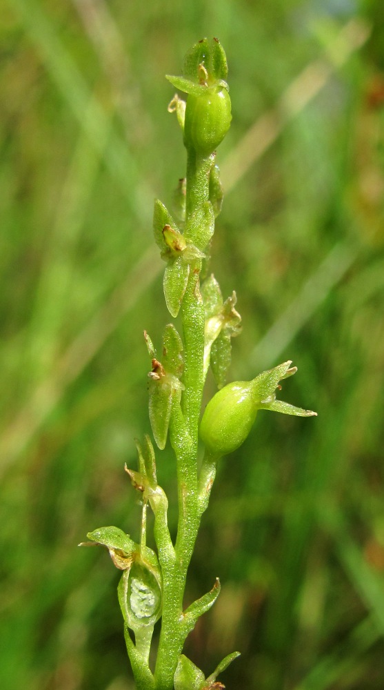 Image of Hammarbya paludosa specimen.