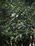 Populus laurifolia. Ветви. Курская обл., Железногорский р-н, с. Карманово, руч. Суслов. 22 июля 2007 г.