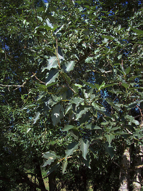 Image of Populus laurifolia specimen.