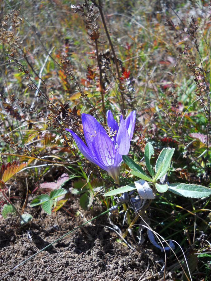 Изображение особи Crocus speciosus.