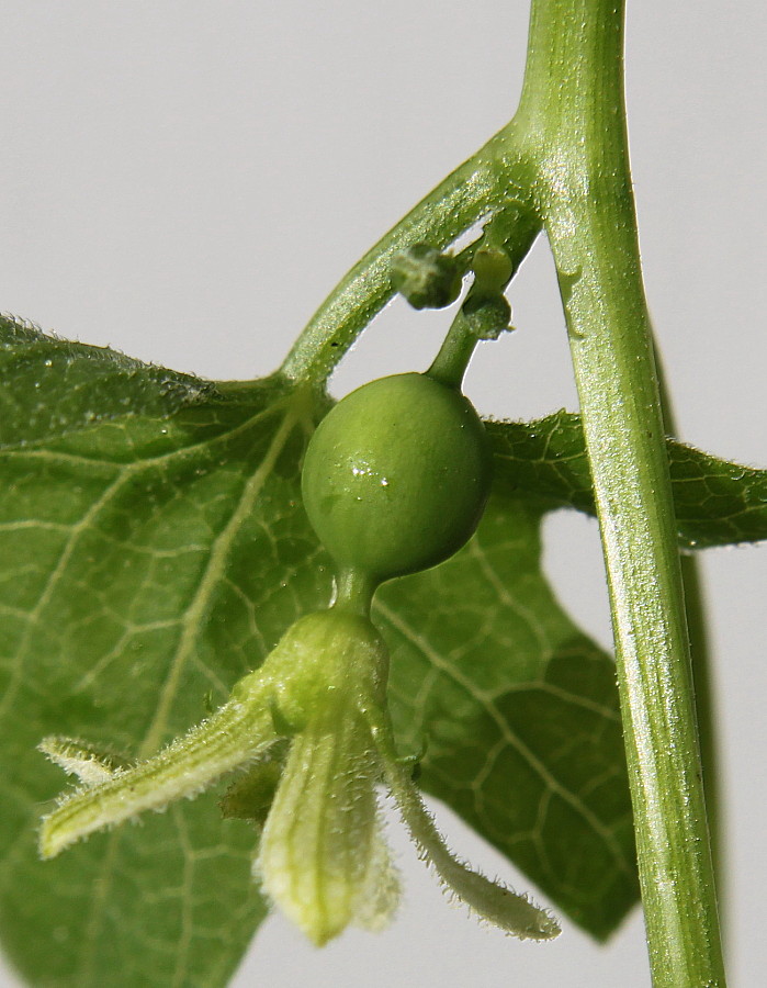 Image of Bryonia dioica specimen.