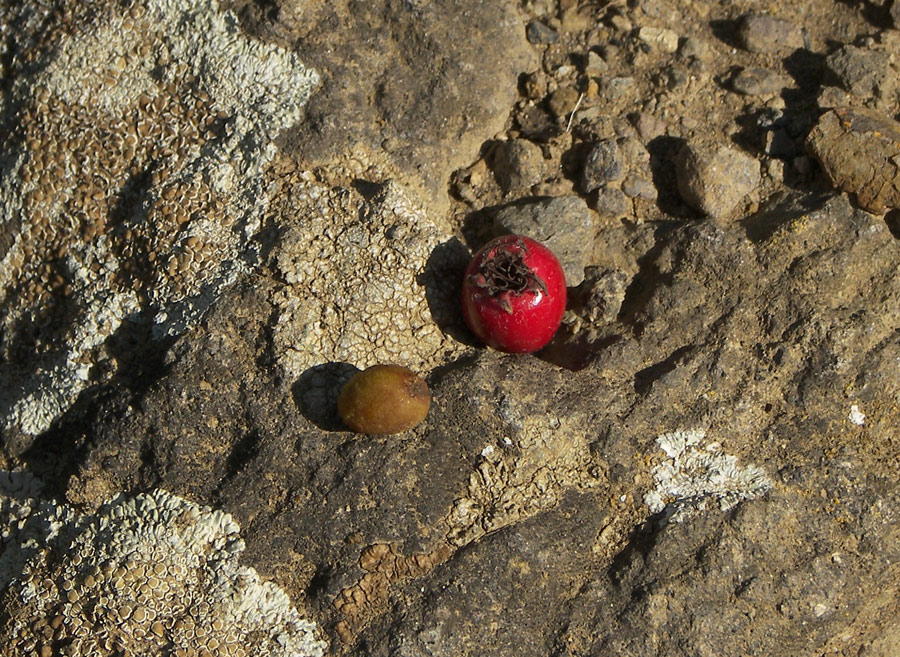 Image of Crataegus pseudoheterophylla specimen.