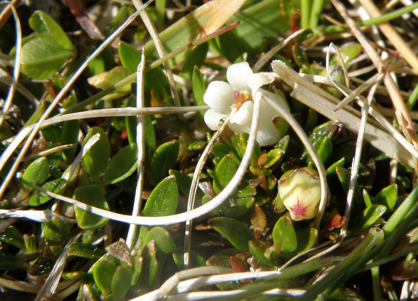 Изображение особи род Gaultheria.