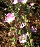 Convolvulus pilosellifolius