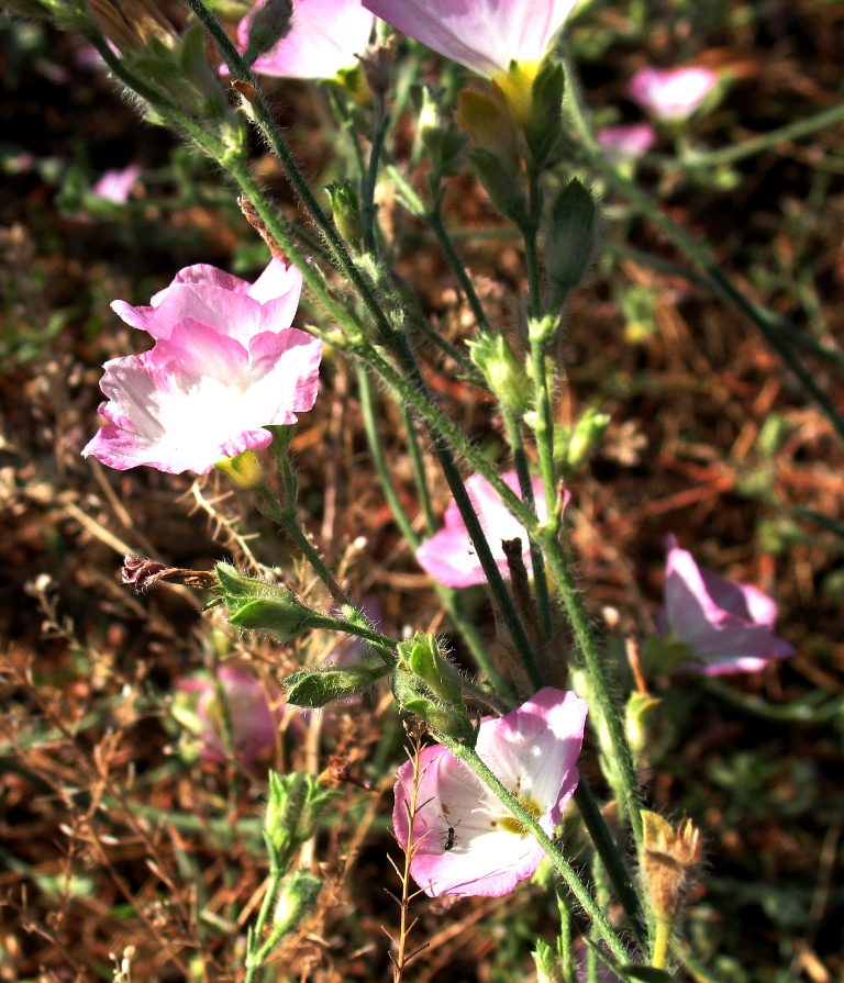 Image of Convolvulus pilosellifolius specimen.