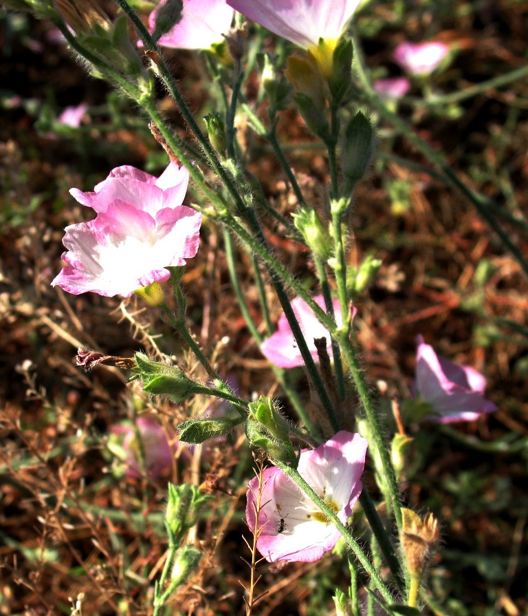 Изображение особи Convolvulus pilosellifolius.