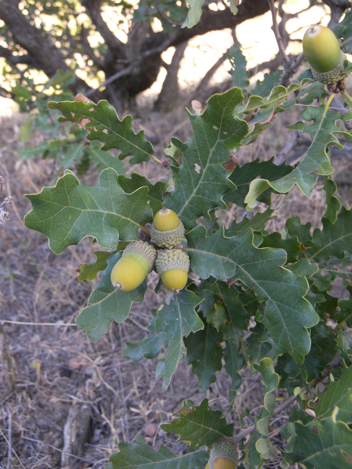Image of Quercus petraea specimen.
