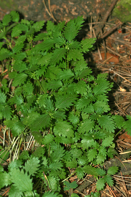 Image of Urtica urens specimen.