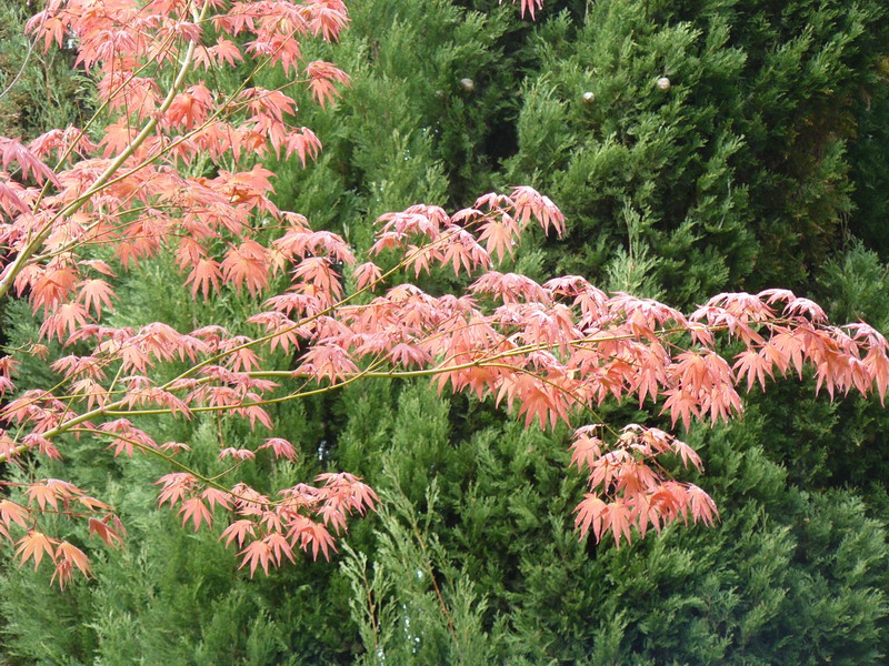 Image of Acer palmatum specimen.