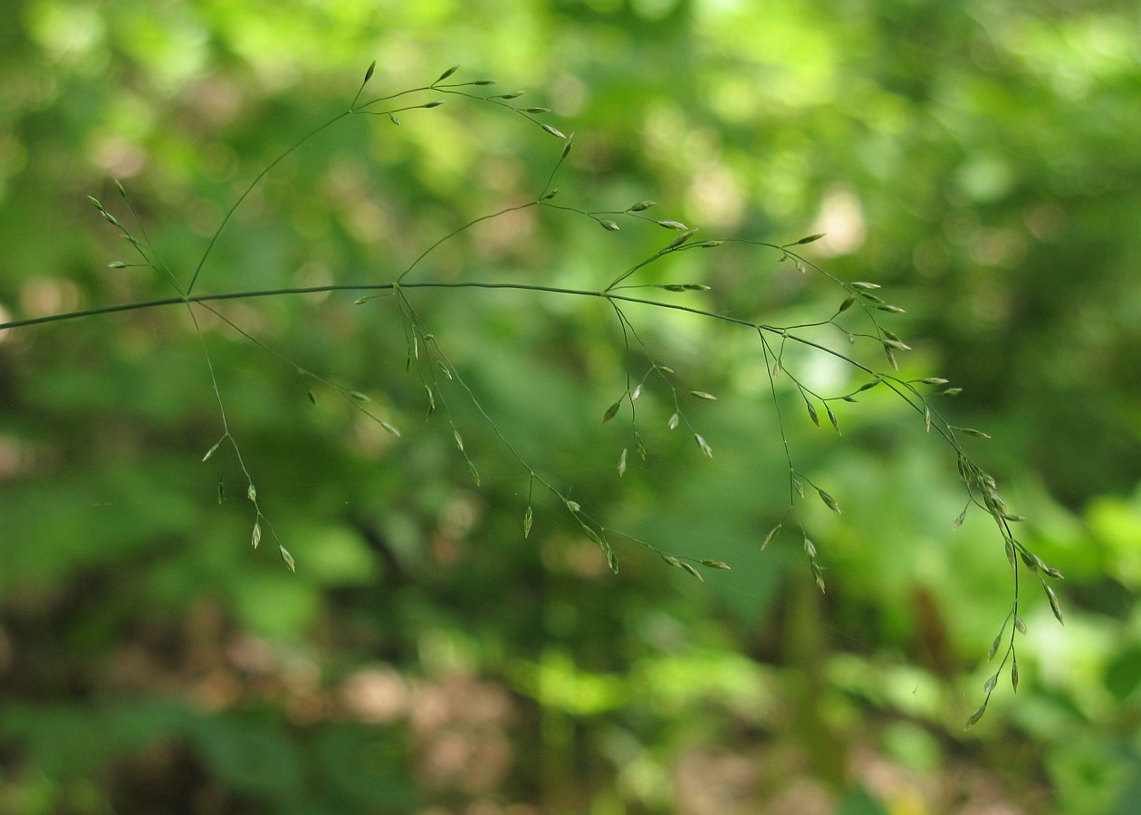 Изображение особи Poa nemoralis.