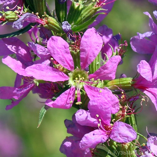 Image of Lythrum intermedium specimen.