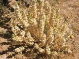 Moluccella laevis