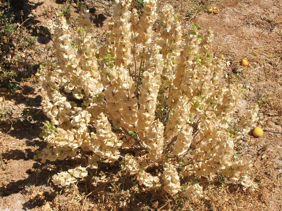 Image of Moluccella laevis specimen.