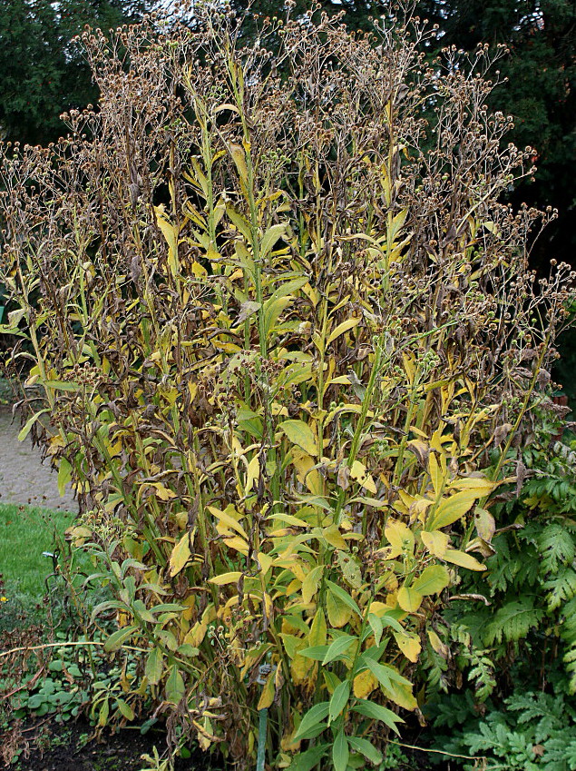 Image of Verbesina alternifolia specimen.