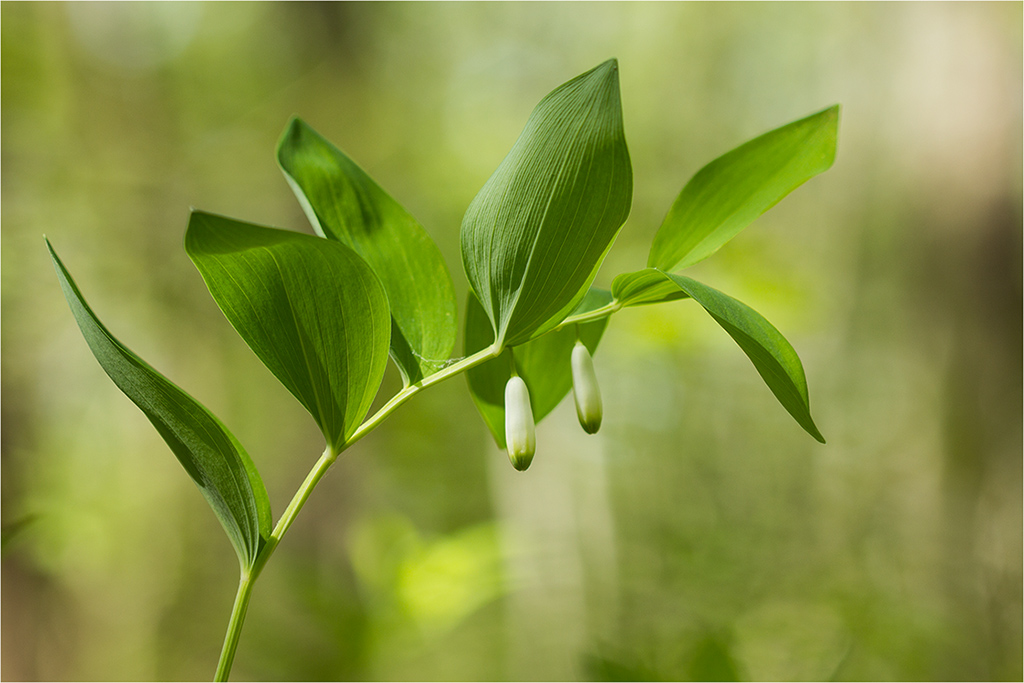 Image of Polygonatum odoratum specimen.