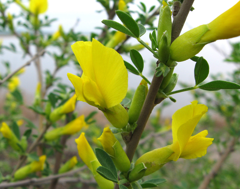 Изображение особи Chamaecytisus ruthenicus.